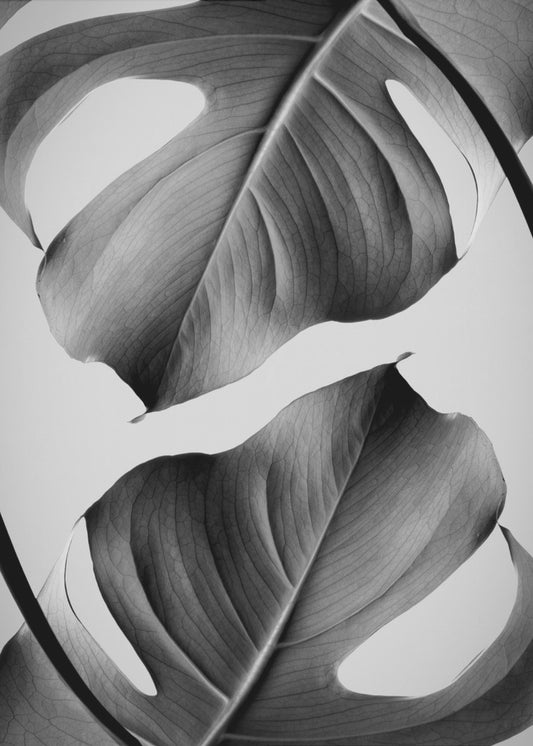 Monstera monokrom | Lerretsbilder