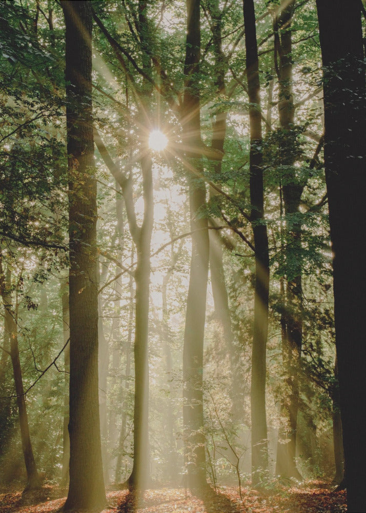 Raggi di sole attraverso la foresta | Stampe su Tela