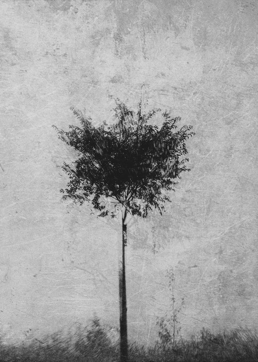 Baum in schwarz und weiß | Leinwand-Bilder