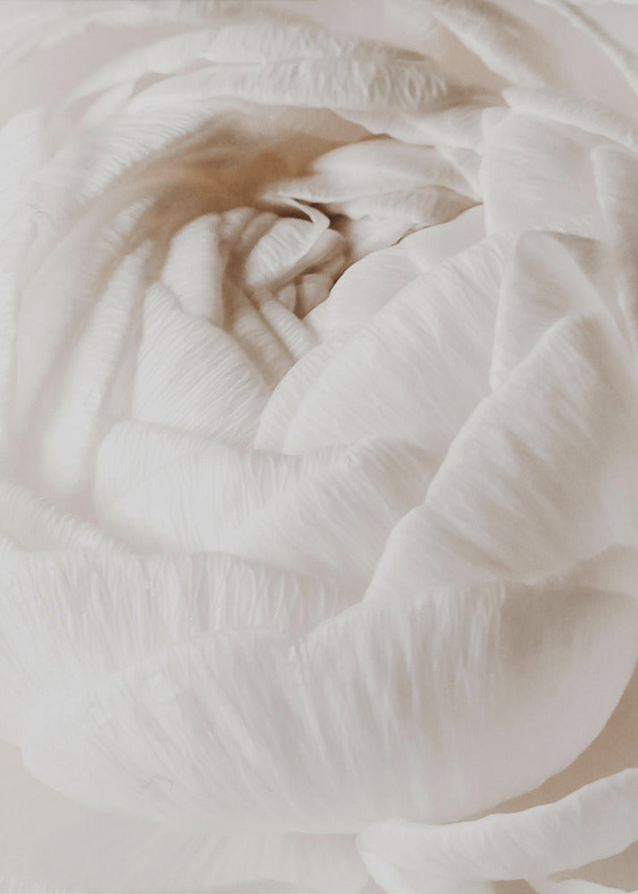 Smørblomst | Lerretsbilder