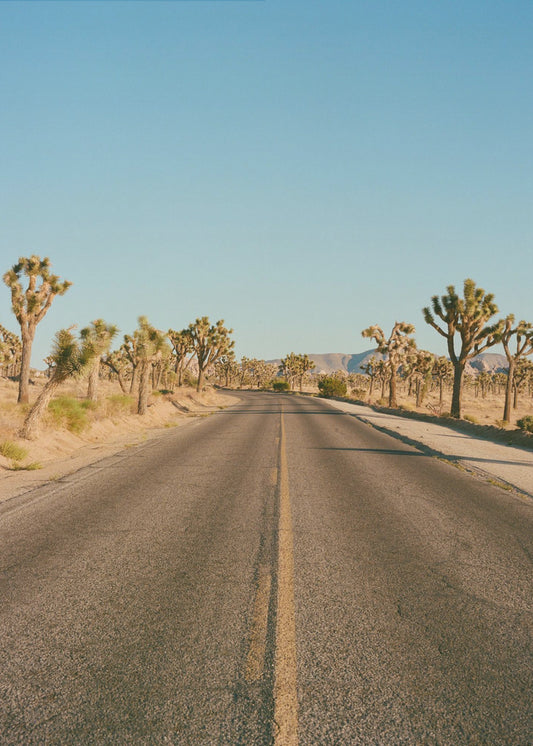 Droga Joshua Tree II | Wydruki na łótnie