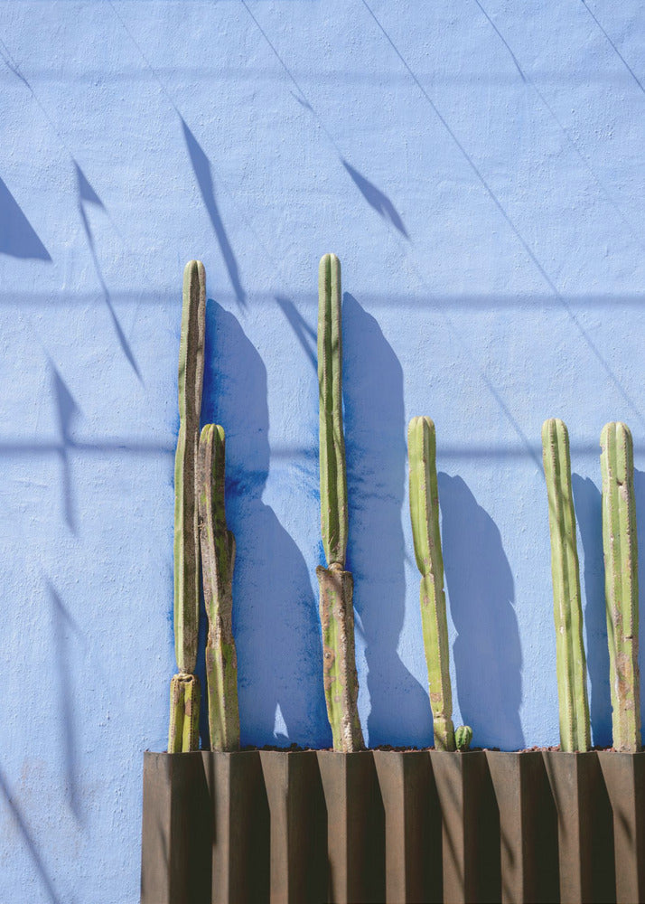 Grands cactus | Photographie de voyage à Oaxaca, Mexique | Tableaux sur Toile