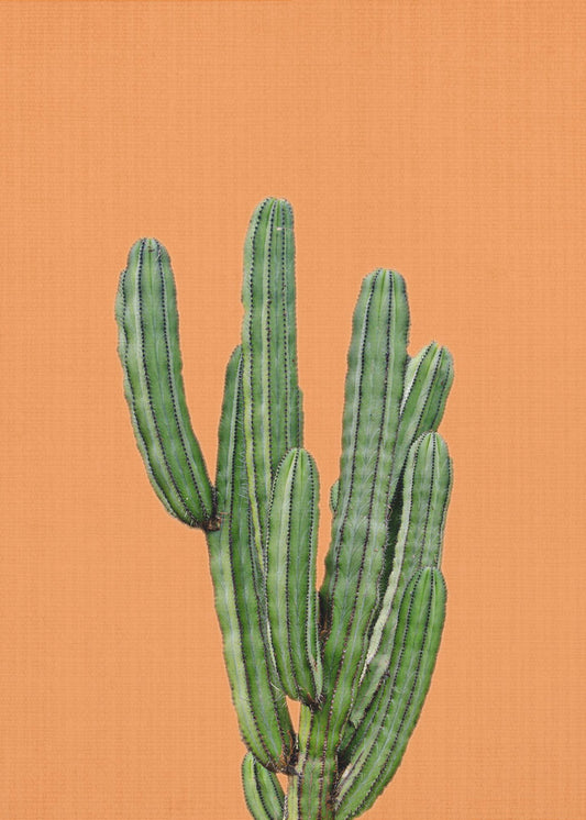 Orange kaktus | Canvas