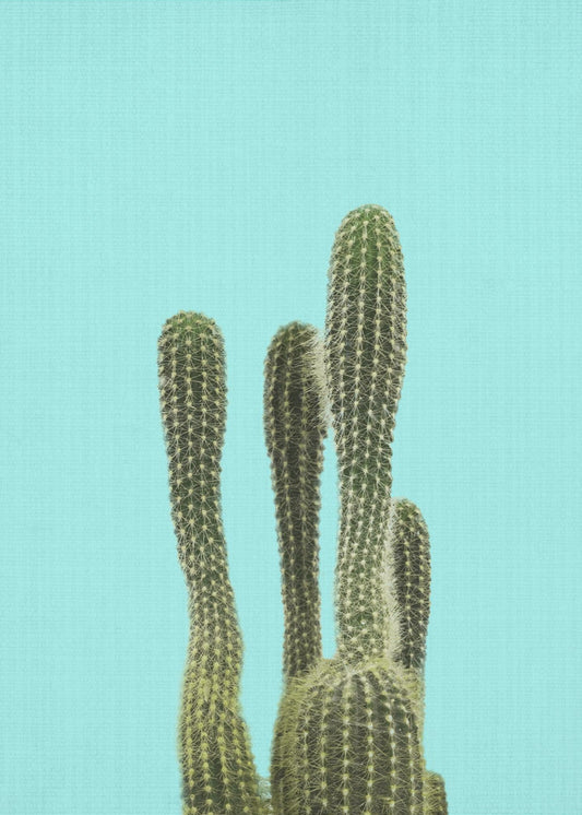 Turkos kaktus | Canvas