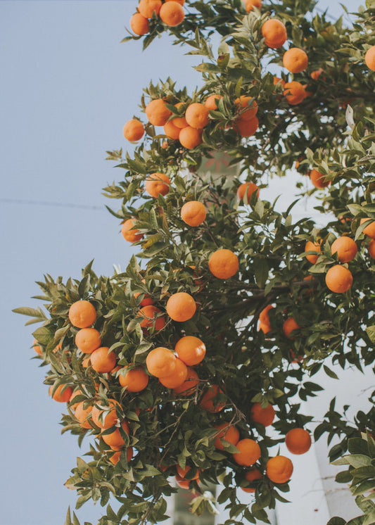 Oranges in Seville | Poster