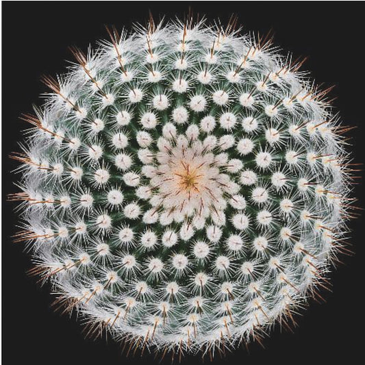 Notocactus scopa | Tableaux sur Toile