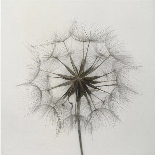 Tragopogon | Tableaux sur Toile
