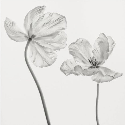 Dezelfde tulp: voor- en achteraanzicht | Canvasprints