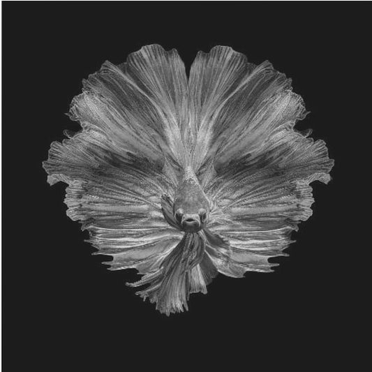 De bloem van de staart | Canvasprints