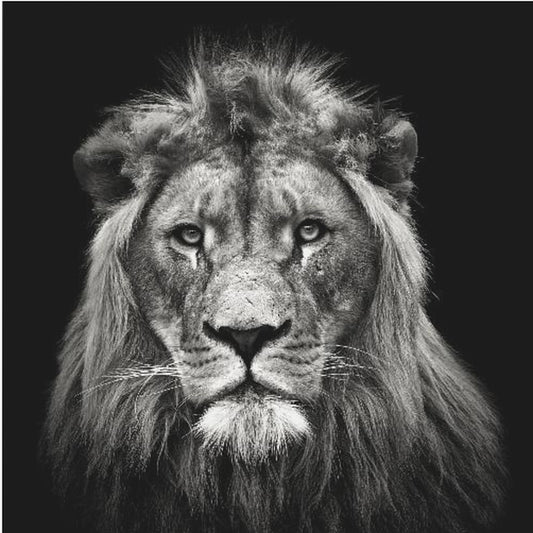 Jonge mannelijke leeuw | Canvasprints