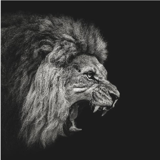 Brullende Leeuw #2 | Canvasprints