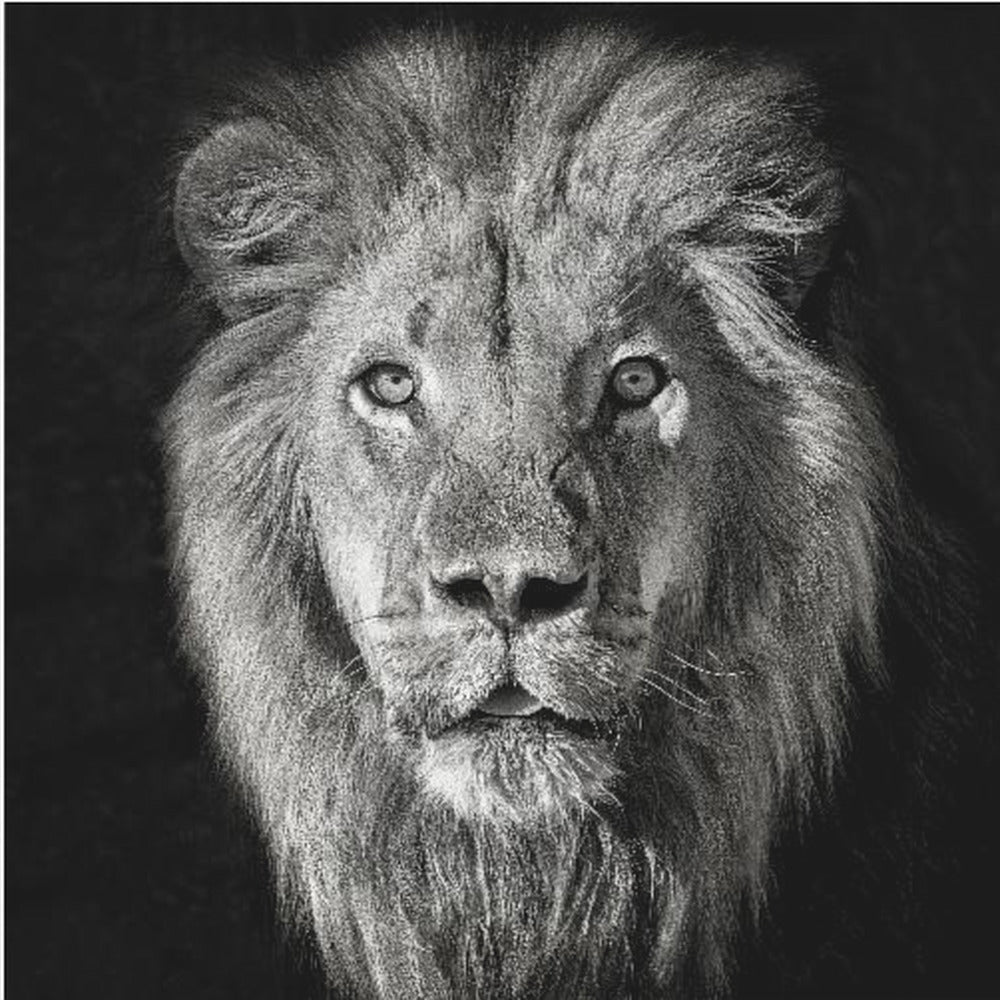 Ritratto di leone - Panthera Leo | Stampe su Tela