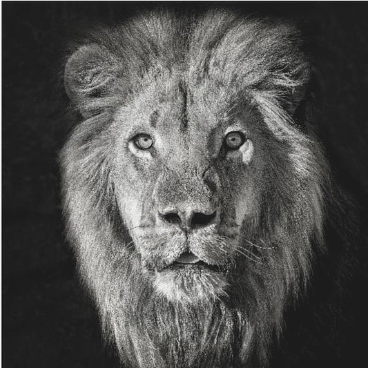 Ritratto di leone - Panthera Leo | Stampe su Tela