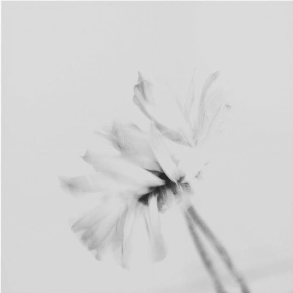 Humørsvingende blomst 2 | Lerretsbilder