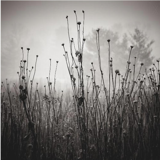 Weideplanten 1 | Canvasprints
